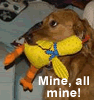 Dog holding a toy in it's mouth