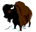 buffalo