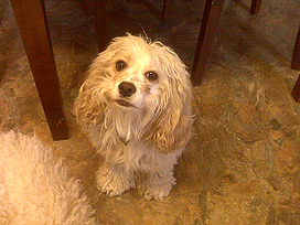 Eve, the guilty cocker spaniel