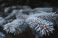 frost-1793866_640.jpg