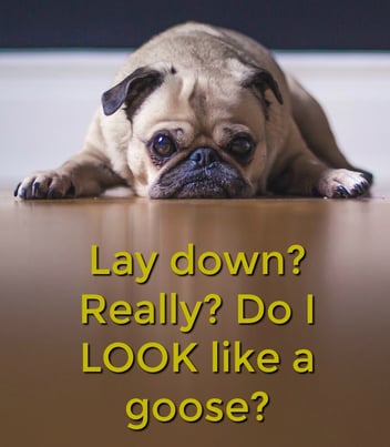 grumpy_dog.jpg