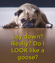 Lay down? Really? Do I LOOK like a goose?