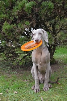 Dog with Frisbee