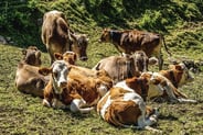 Herd of Cows - Image by Susanne Jutzeler, suju-foto from Pixabay